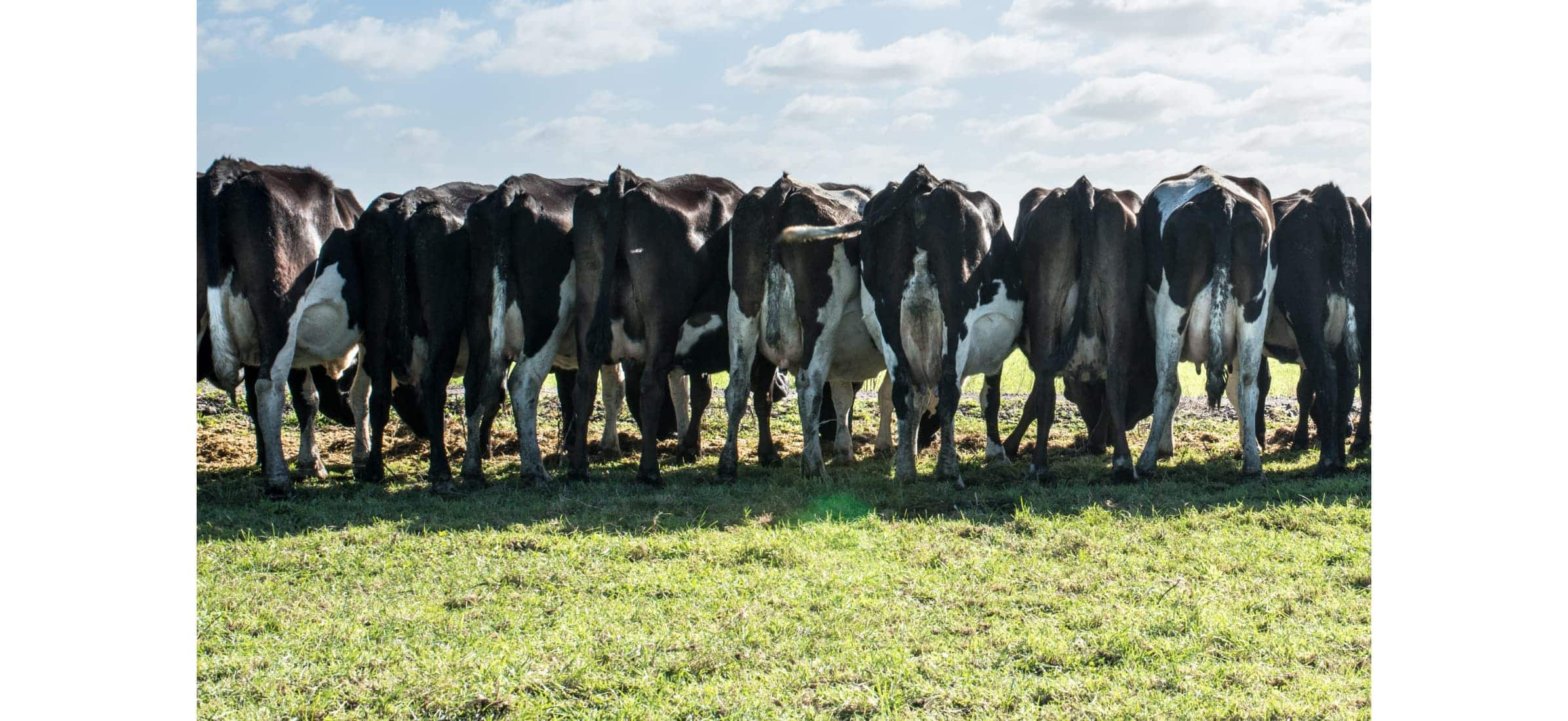 Row of cows seen from behind while eating grass.